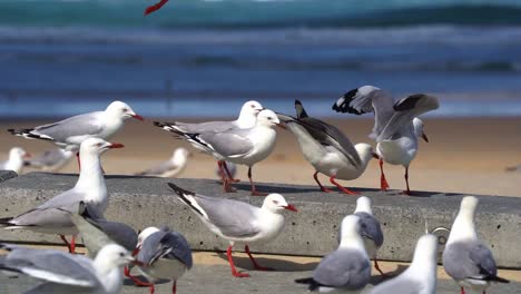 bandada de gaviotas plateadas carroñeras, chroicocephalus novaehollandiae congregadas en el punto de acceso turístico