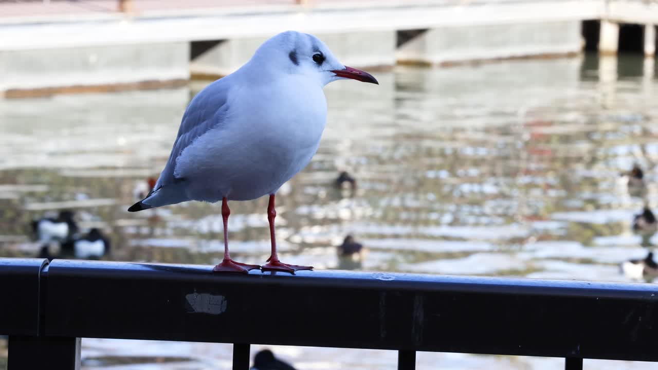 바다표범 은 물 위 에 있는 레일 에 가만히 서 있다