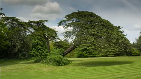 Beautiful Tree 00