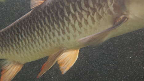 fish filmed in an aquarium