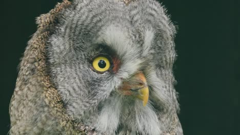 el gran búho gris (strix nebulosa) en primer plano.