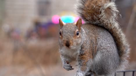 slow motion squirrel in new york park the battery