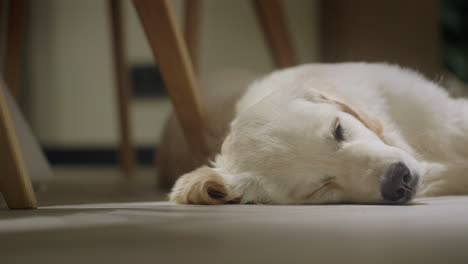 sleepy golden retriever