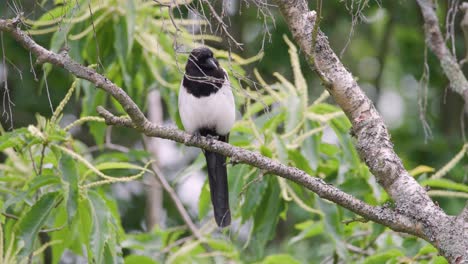 magpie, bird, sat on tree branch watching