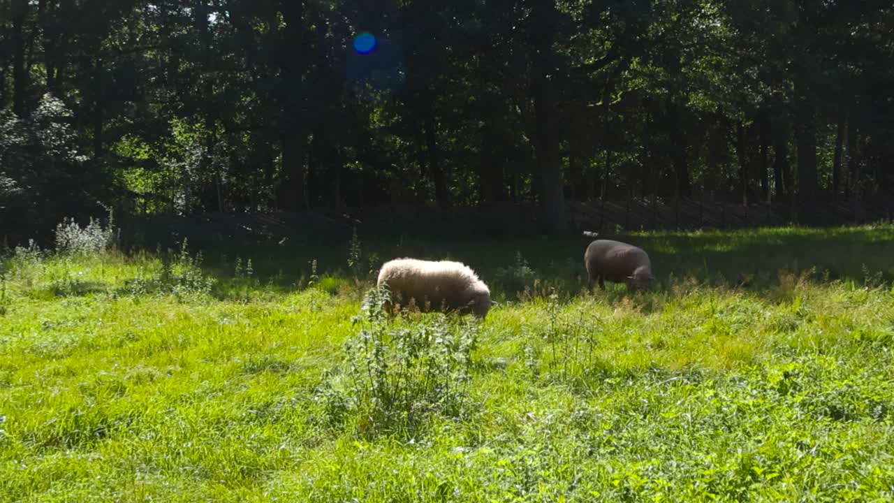 Gorgeous white fluffy and adorable sheep eating and grazing on a sunny green tall grassy farm field or garden with their fur lit up by sunlight at summer day. Two sheep are in front of a forest