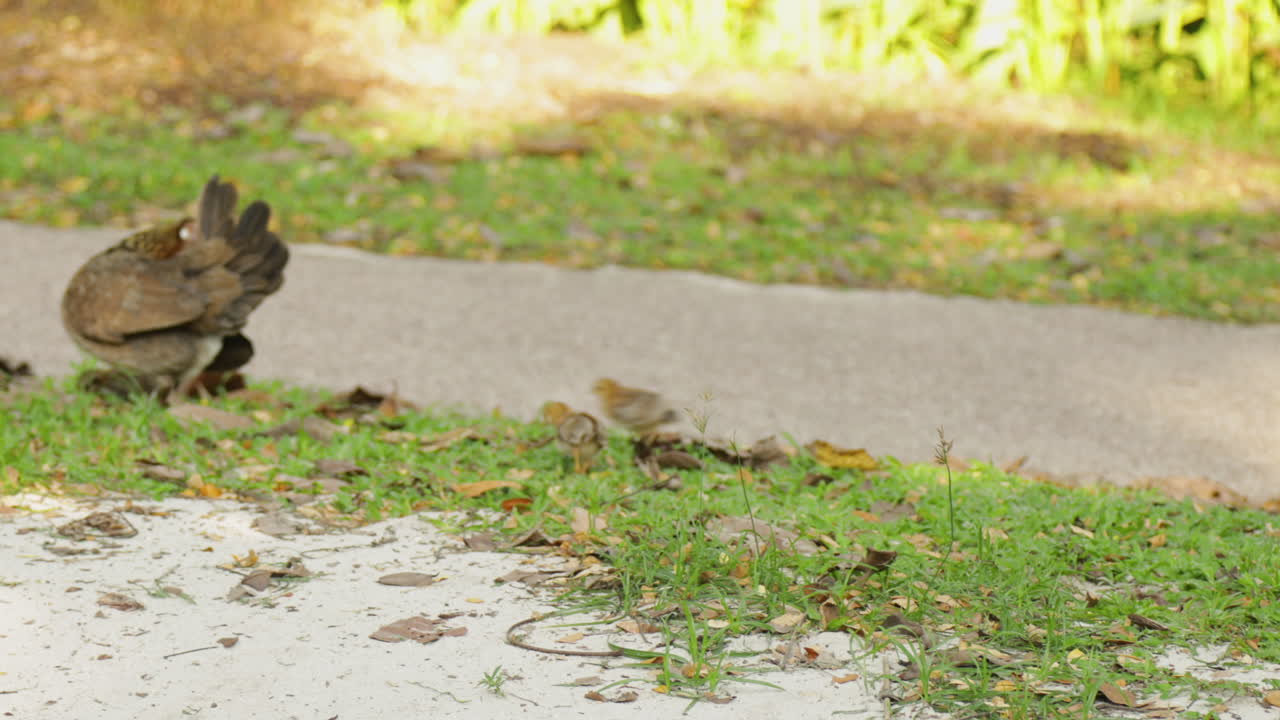 이 새끼 들 과 함께 정원 에서 먹이 를 찾고 있다