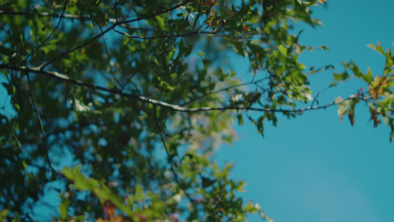 A beautiful downward tilt shot showcasing vibrant green leaves on a tree, set against a bright sunny blue sky. The scene captures the freshness of nature and the warmth of a sunny day.