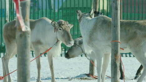 Renos-En-Los-Campeonatos-Anuales-En-Inari,-Finlandia