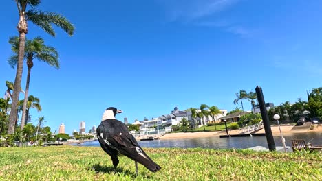 magpie explores grassy area near city skyline