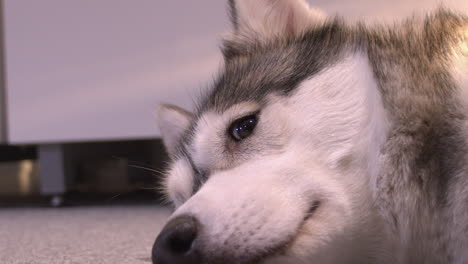 close-up: adorable husky dog awakens from nap and looks at camera