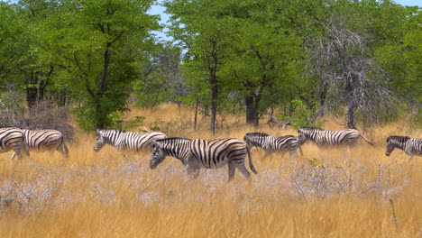 zebras in etosha national park