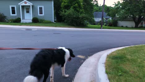 border collie dog on a leash crossing the street