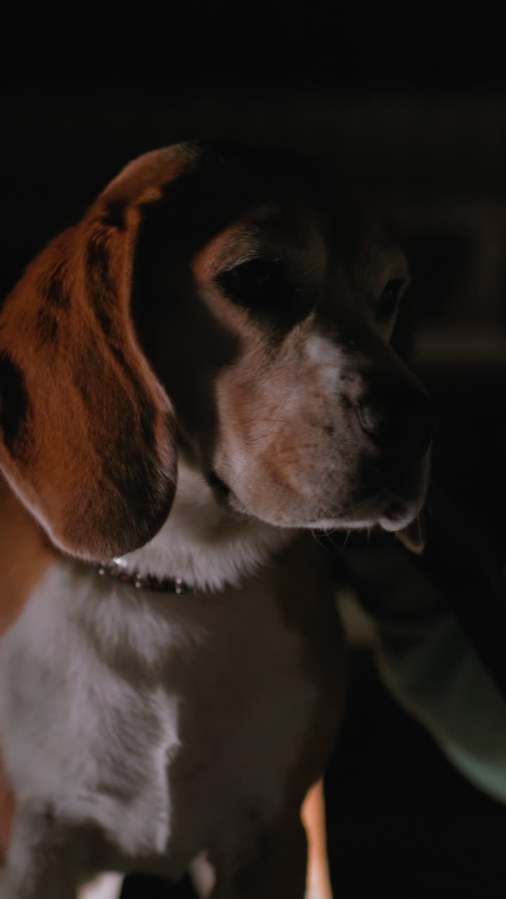 ritratto suggestivo di beagle in condizioni di scarsa illuminazione, beagle solitario seduto su sfondo scuro con illuminazione perimetrale tenue, occhi pieni di sentimento e collare di cuoio, atmosfera cinematografica e silenziosa con pelliccia texturizzata