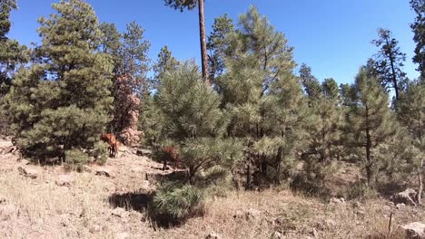 Dolly-shot,open-range-cattle-walk-along-the-forest-road-in-the-Coconino-National-Forest,-Northern-Arizona