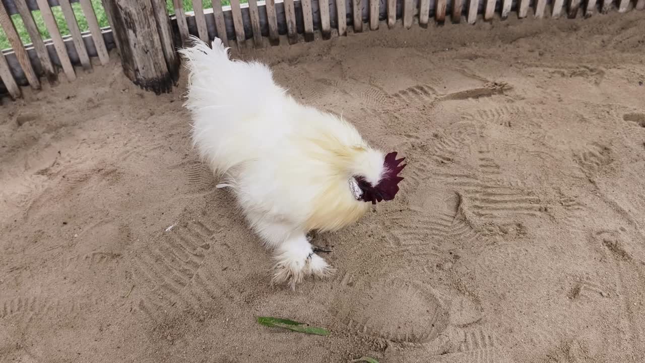 pollo blanco en un recinto de arena
