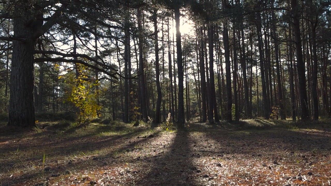 Telecamera che si muove dal terreno di una foresta o di un parco naturale, coperto da aghi di pino secchi e pigne, inquadrando verso l'alto gli alberi sempreverdi. Il sole proietta ombre dietro alti pini durante un bellissimo autunno, Estonia.