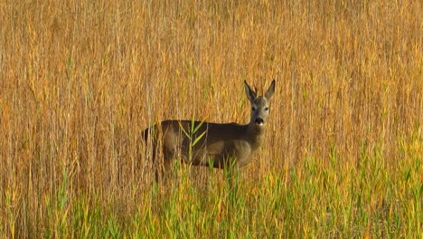 young roe deer buck moves its ears in the reeds on a sunny summer day