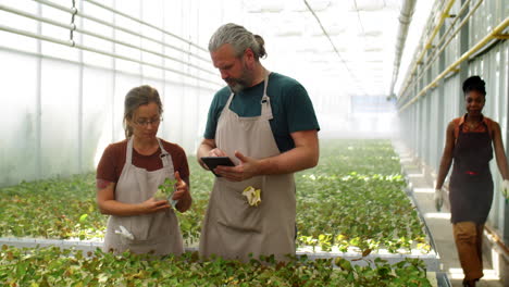 compañeros de trabajo usando la tableta y discutiendo la planta en el invernadero de flores