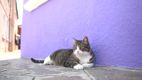 un gato gris y blanco se acuesta y se relaja, mirando a la izquierda mientras mueve la cola