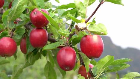 several juicy fresh apples hanging on tree ready for harvest - strong red colored fruit with leaves moving gently in the wind - shallow focus static closeup of healthy sweet apples - norway