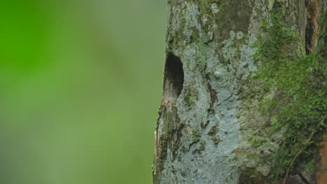 rufous piculet bird or sasia abnormis