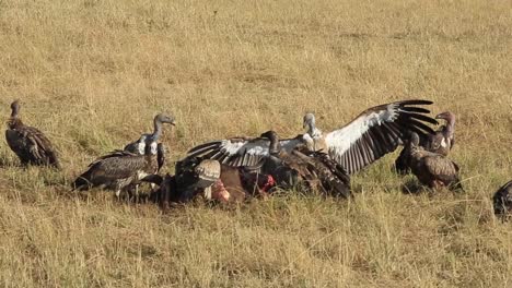 griffon vulture lands to join others at an old wildebeest carcass