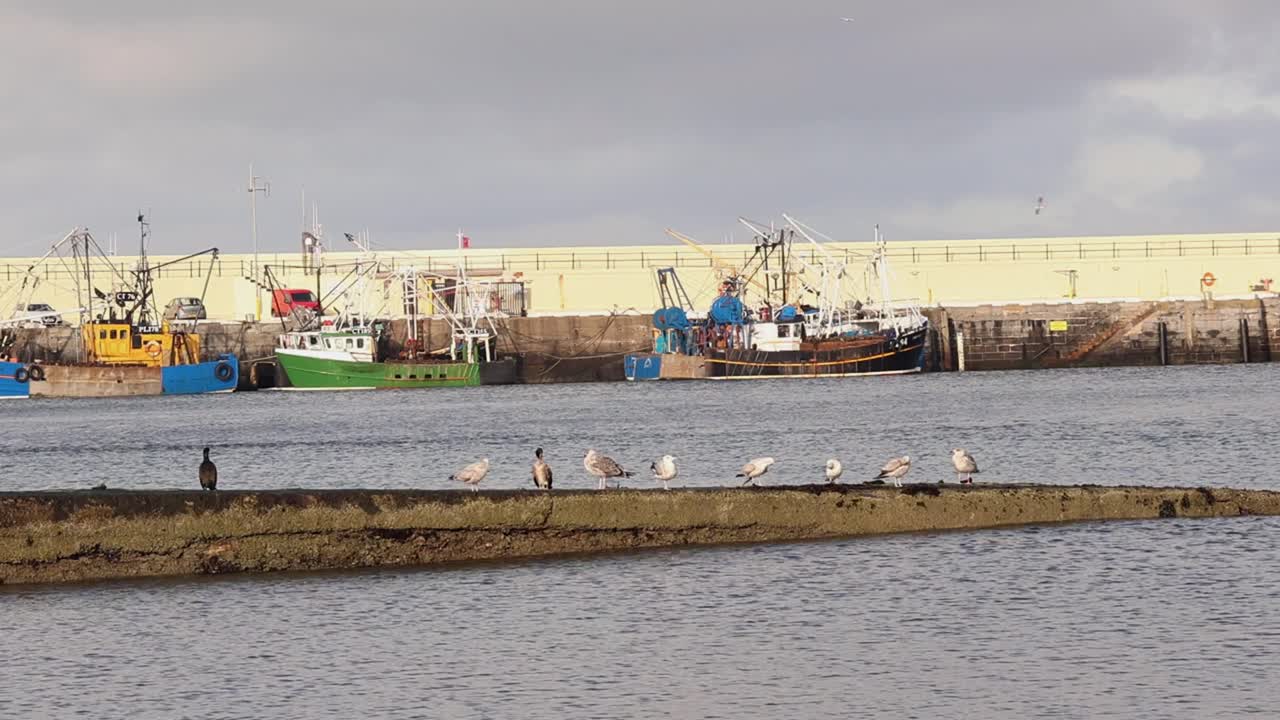 Cormorants, Phalacrocorax carbo, and gulls perched on breakwater. Fishing vessels are moored to harbour wall behind. Peel. Isle of Man
