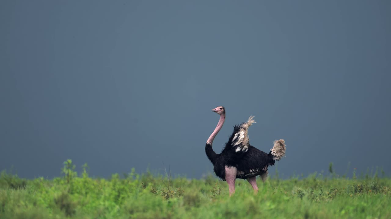 el avestruz en cámara lenta caminando por las llanuras africanas, el paisaje bajo nubes tormentosas y el espectacular cielo tormentoso en la temporada de lluvias en el área de conservación de ngorongoro en el parque nacional ndutu en tanzania, áfrica.