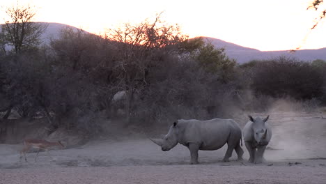 Weißes-Nashorn-Und-Impala-Antilope-An-Einer-Kleinen-Trinkstelle-Im-Kalahari-Bushveld