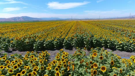 Antena-Sobre-Un-Hermoso-Campo-De-Girasoles-En-El-Brillante-Sol-De-California-Cerca-De-Gilroy,-California