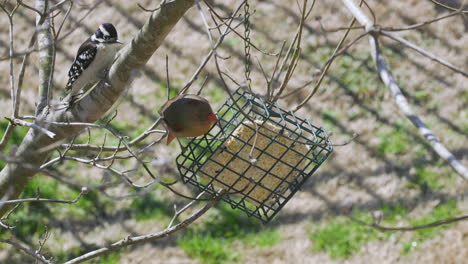 female northern cardinal and a downy woodpecker share a suet bird-feeder during late-winter in south carolina