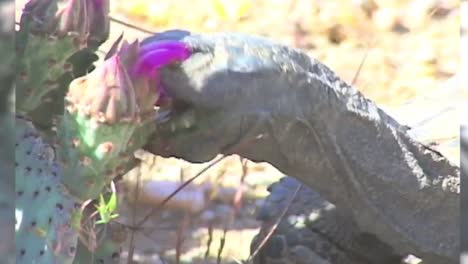 Gefährdete-Wüstenschildkröten-Hautnah-1