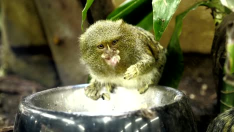 little cute monkey feeds