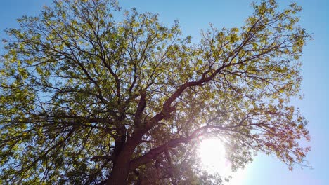 Timelapse-shot-of-white-sun-moving-behind-green-leaf-tree-in-nature-during-beautiful-springtime