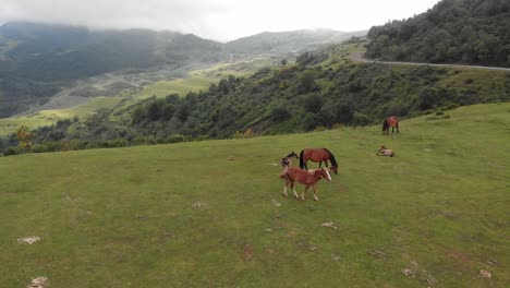 aerial drone landscape of brown horses grazing at european mountain green valley skyline in asturias spain, monsacro