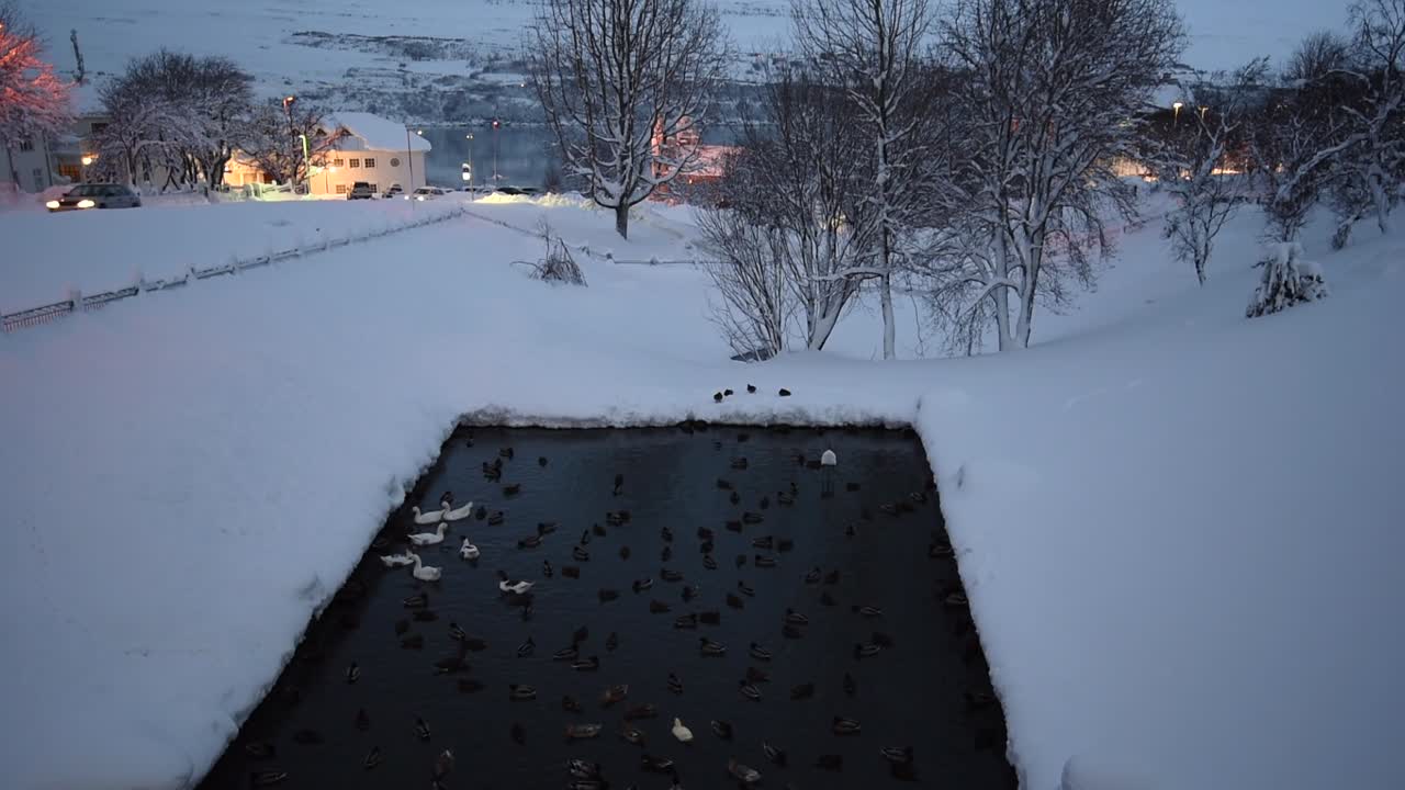 Drone shot of dark pond filled with ducks surrounded by deep snow in Icelandic town. Bare trees and soft lights highlight cold winter scene with contrast between water and frozen ground