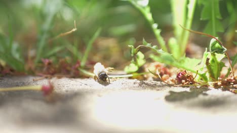 Una-Abeja-De-Miel-Débil-Yace-Boca-Arriba-En-La-Hierba-En-Un-Día-Soleado