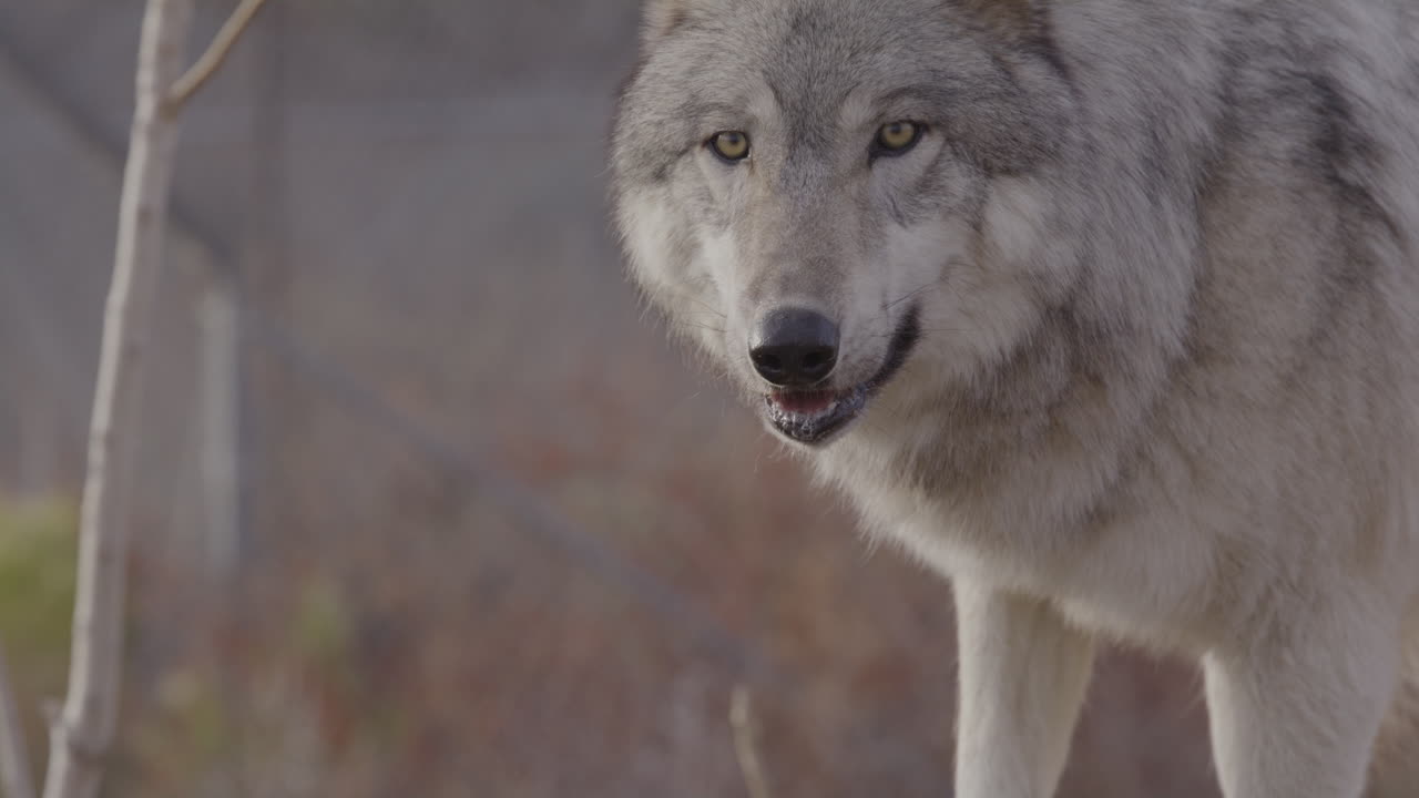 lobo gris animal salvaje de cerca