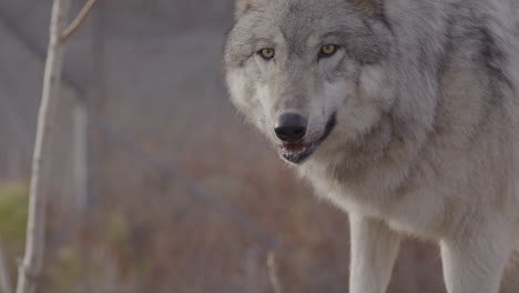 grey wolf wild animal close up