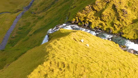 aerial drone view of cliff top with stream and waterfall, vast expanse of grass with a few white sheep, sunny