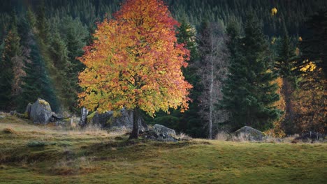 a single autumn tree in full color transformation stands out in a rocky meadow under soft natural light