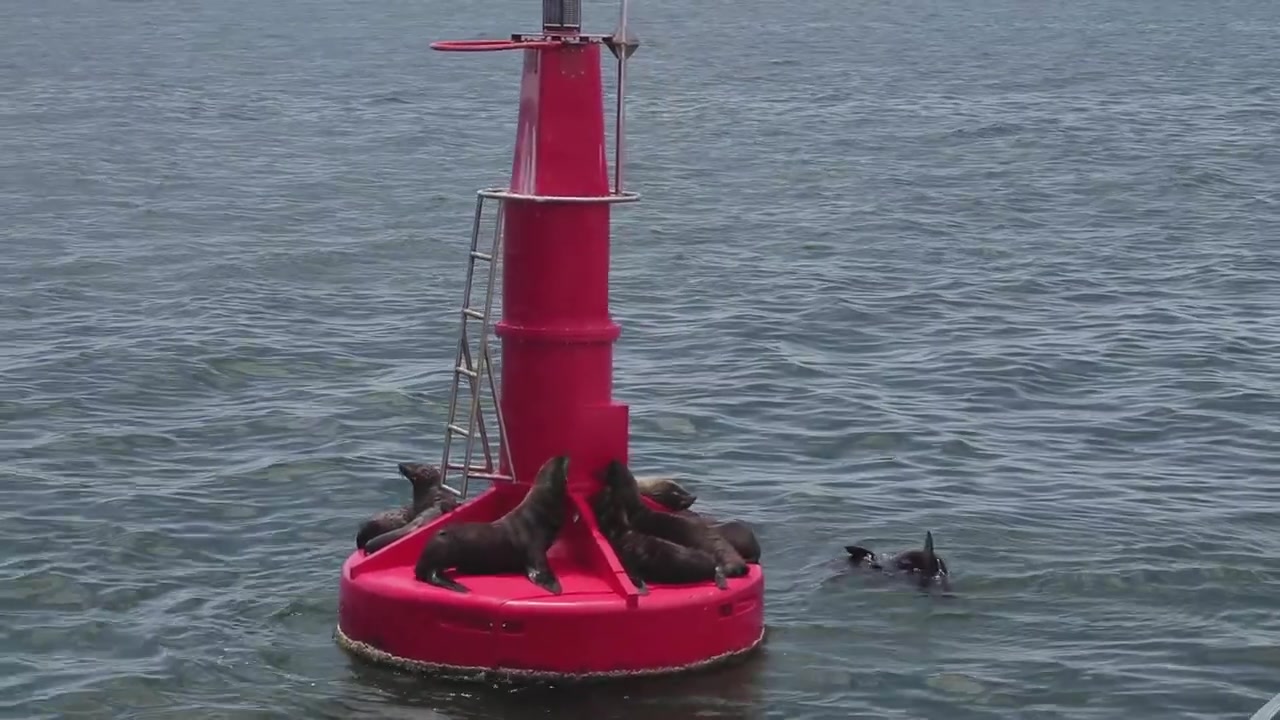 Una ripresa che si muove verso una boa con delle foche. Filmato da un Catamarano con una Canon 200D su uno Zhiyun-Tech Crane 2