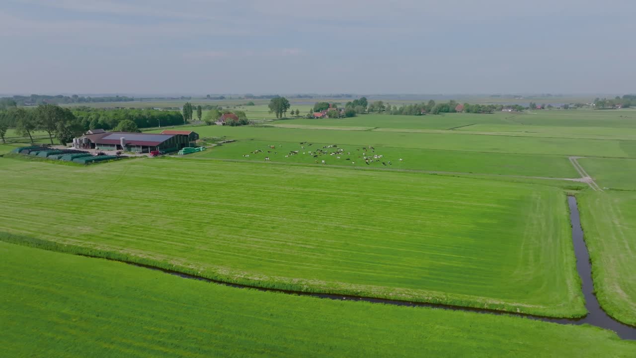 Drone zoom in revealing a rural Dutch farm surrounded by green fields and grazing cows under a clear blue sky