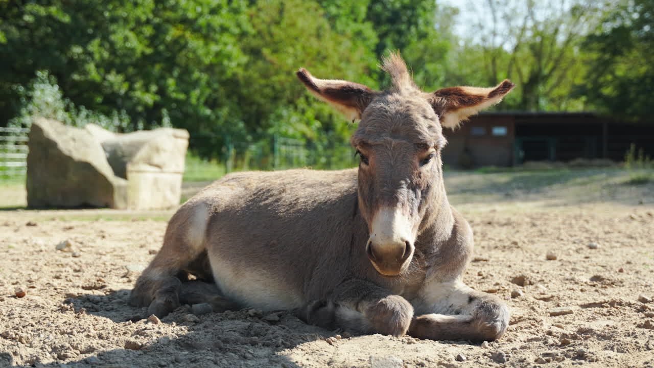 burro cotentin acostado en el suelo arenoso y aleteando las orejas en un día soleado
