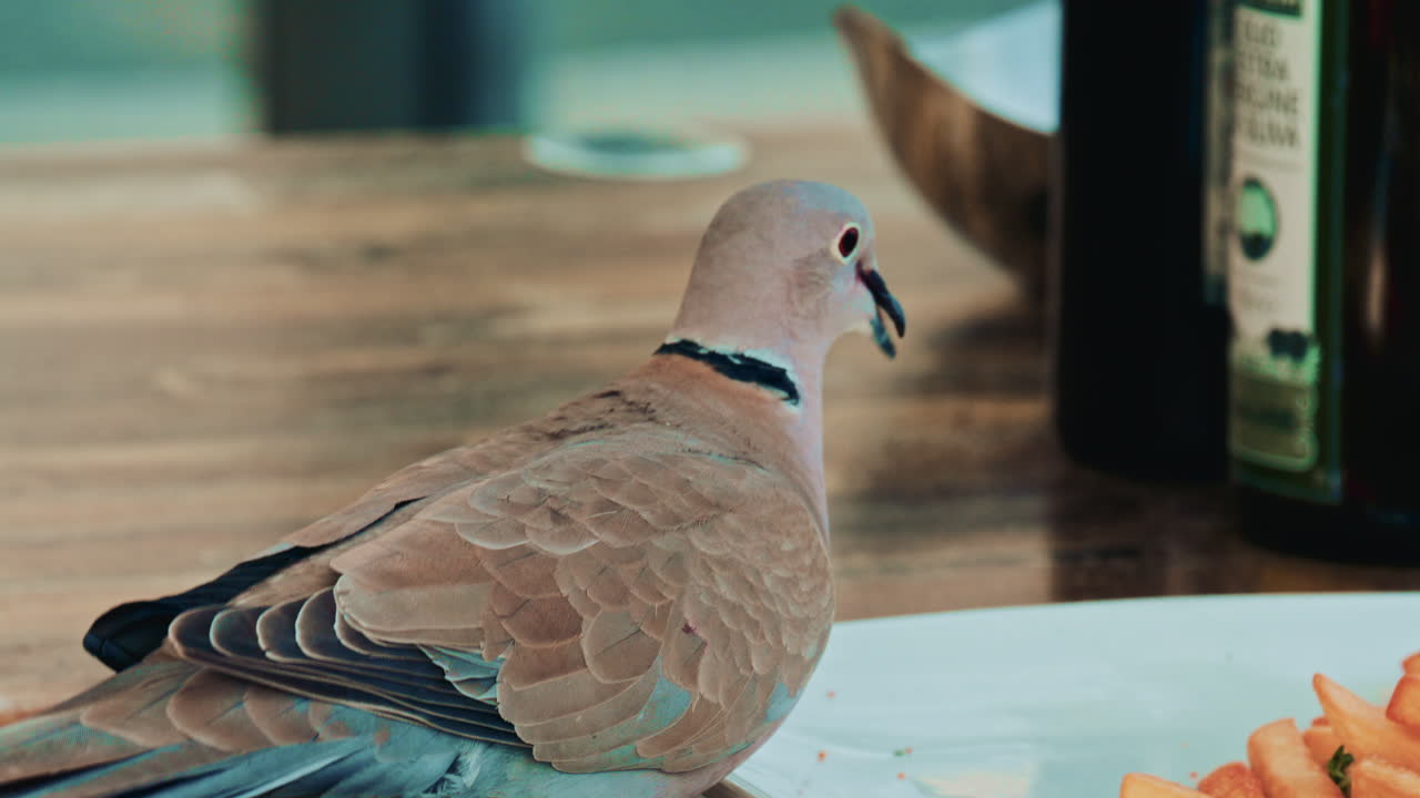 A bold pigeon lands on a restaurant table and grabs a leftover French fry from an almost empty plate