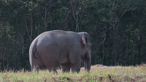 Mit-Seinem-Rüssel-Etwas-Nahrung-In-Den-Mund-Stecken,-Indischer-Elefant-Elephas-Maximus-Indicus