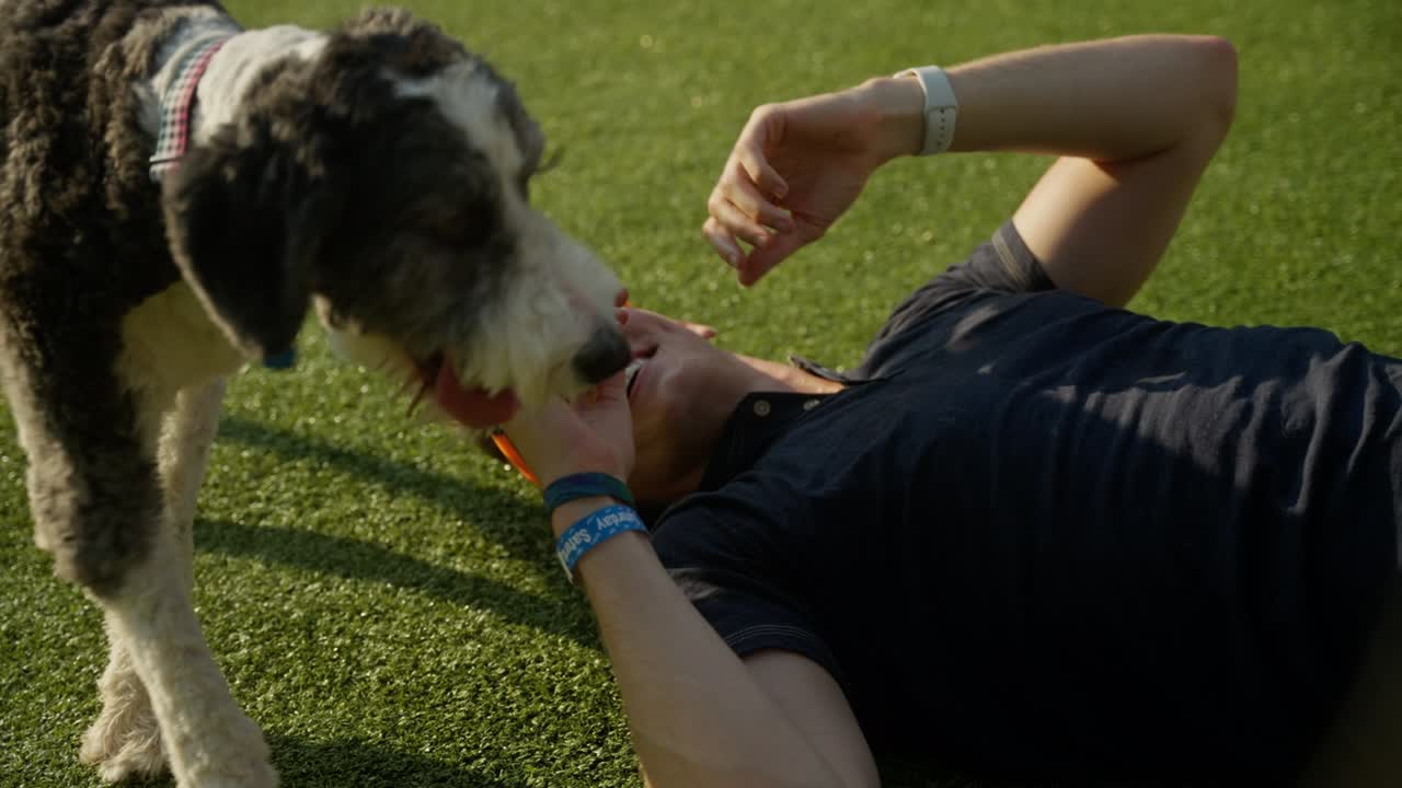 한 남자 가 야외 도시 개 공원 에서 개 들 과 놀고 있다