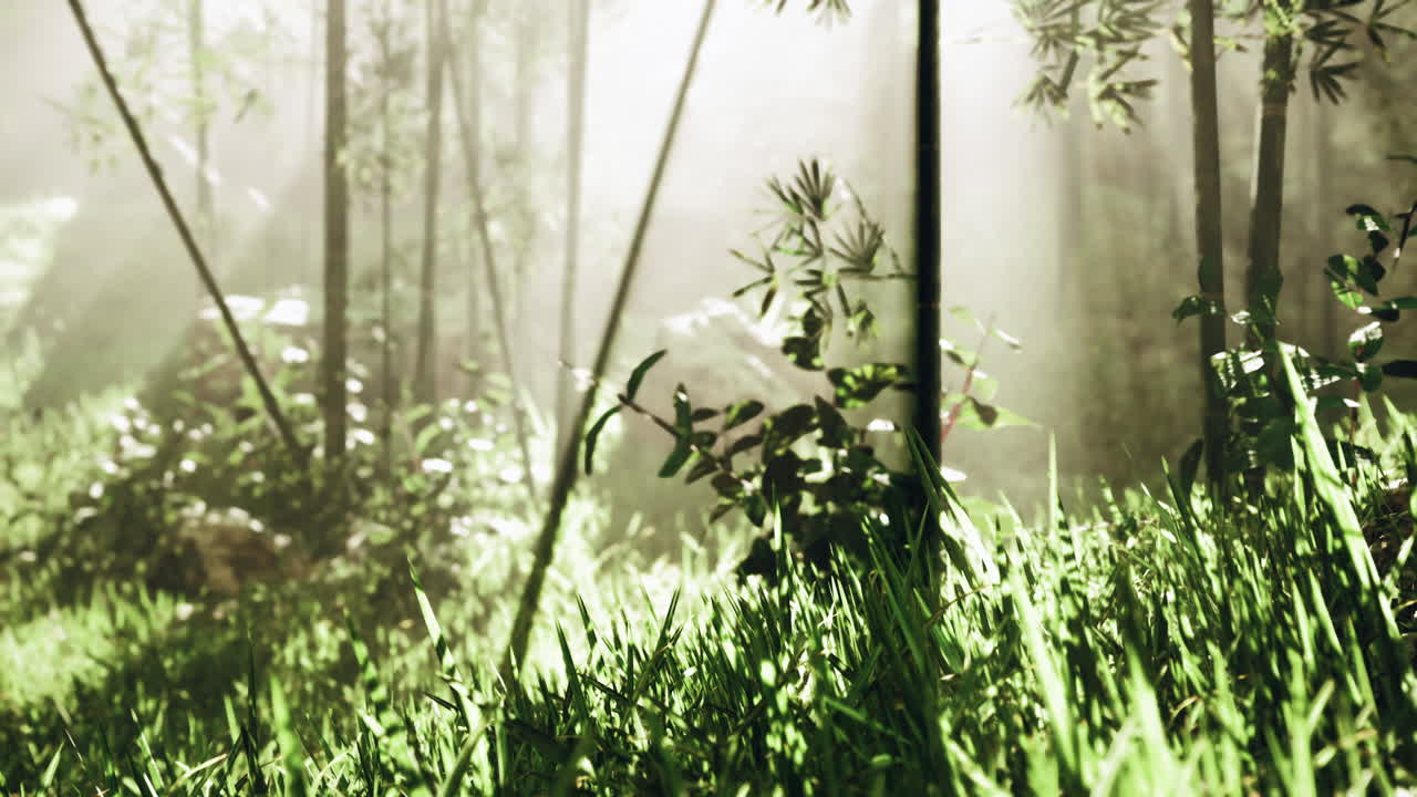 안개가 가득한 대나무 숲