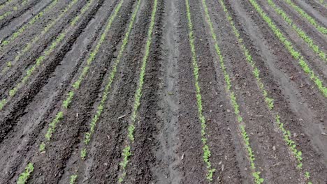 young sugar cane crops in tweed, nsw