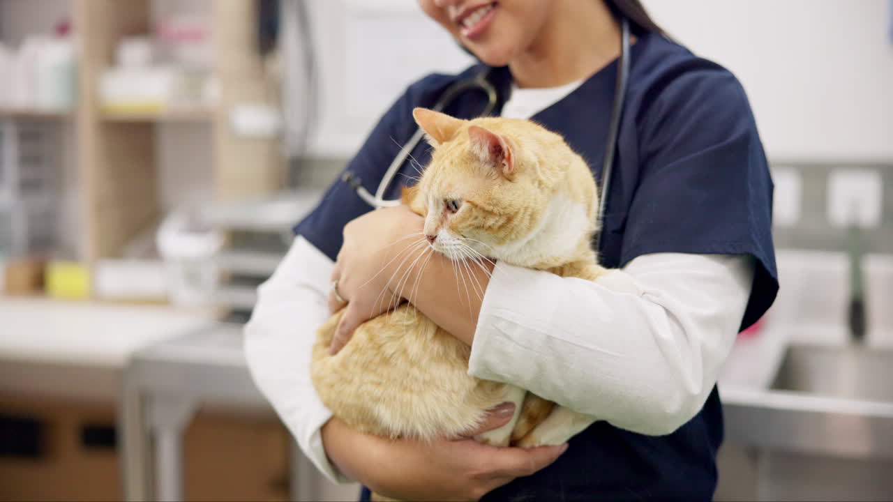 manos, veterinario y mujer gato mascota para el cuidado